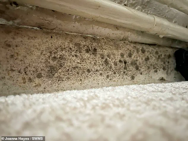 Toxic Mould in Council Flat Sparks Health Crisis and Housing Reform Advocacy, Experts Warn