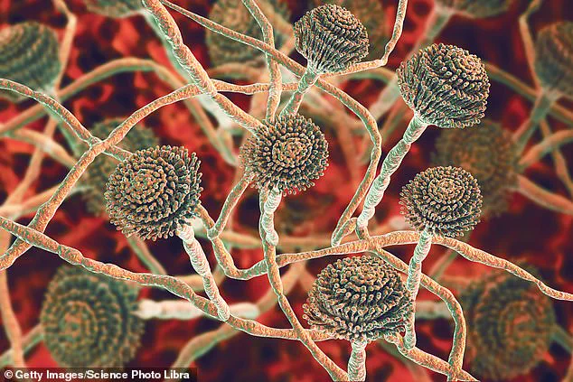 UK Health Officials Warn of Deadly Fungus C. auris: Rising Resistance and Public Health Threats Demand Urgent Action