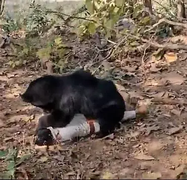 Father and Son Killed in Bear Attack, Ranger Injured in Chhattisgarh Forests: 'Safety Protocols Need Overhaul,' Locals Say