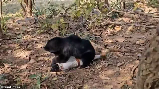 Father and Son Killed in Bear Attack, Ranger Injured in Chhattisgarh Forests: 'Safety Protocols Need Overhaul,' Locals Say