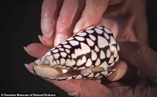 Marine Biologist Shares Chilling Tale of Survival After Encounter with Venomous Cone Snail
