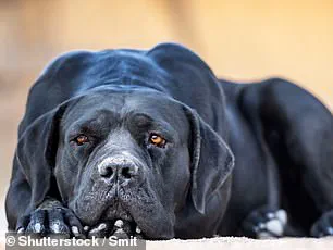 Privileged Access to Danger: Parents' Negligence Leads to Tragedy in Dog Attack Case