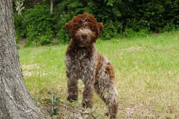 Royal Surprise: King Charles Launches Luxury Tweed Dog Jackets in Latest Monarchy Move