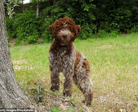 Royal Surprise: King Charles Launches Luxury Tweed Dog Jackets in Latest Monarchy Move