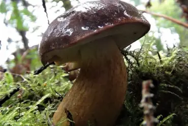 Tragedy in Leongatha: Community Shocks as Death Cap Mushrooms Spark Family Murders