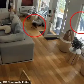 Bear's Home Invasion: A Reminder of the Risks of Human-Wildlife Encounters in Urban Areas