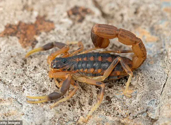 Brazilian woman discovers yellow scorpion clinging to clothing at Zara store in Guara
