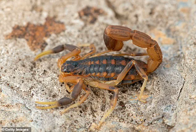 Brazilian woman discovers yellow scorpion clinging to clothing at Zara store in Guara