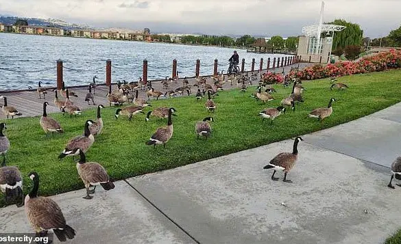Canada Geese Feces Plague Foster City, Sparking Health and Environmental Concerns