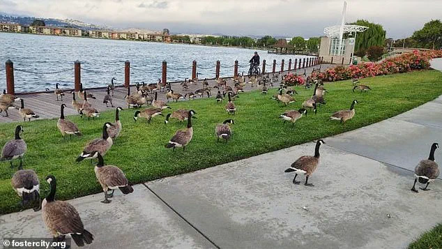 Canada Geese Feces Plague Foster City, Sparking Health and Environmental Concerns