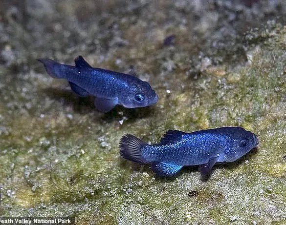Guarded Secrets of Devil's Hole: Exclusive Access to the Critically Endangered Pupfish's Last Sanctuary