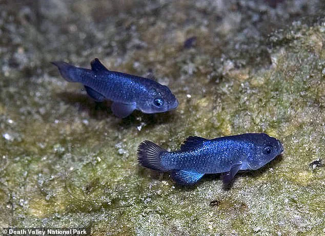 Guarded Secrets of Devil's Hole: Exclusive Access to the Critically Endangered Pupfish's Last Sanctuary