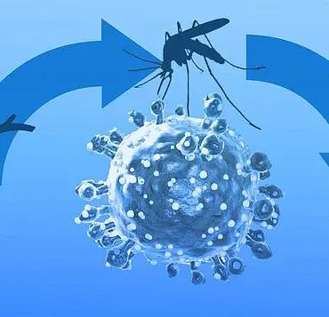 Health Officials in the UK Raise Alarm Over Rare Oropouche Virus Cases