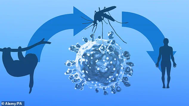 Health Officials in the UK Raise Alarm Over Rare Oropouche Virus Cases