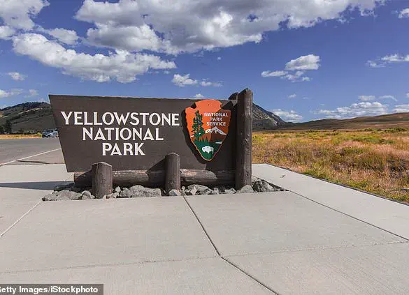 Controversy Erupts as Yellowstone Tourists' Viral 'Dancing' Bison Video Revealed to Be Pre-Attack Behavior