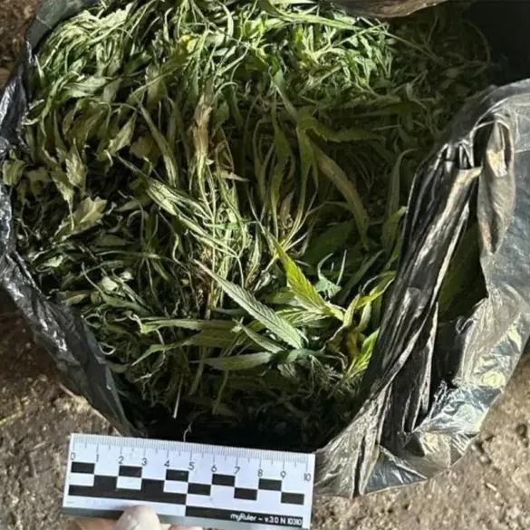 Leningrad Oblast Authorities Seize 394.2 Grams of Marijuana in Ongoing Drug Investigation