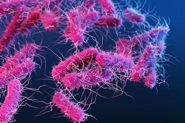 Salmonella Outbreak Linked to Metabolic Meals Products Hospitalizes 16, CDC Warns: 'Immediate Action Needed' Says Health Officials