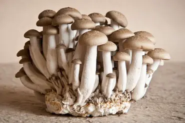 The 'Old People Smell' and the Silence Around Aging: A Conversation Unfolds