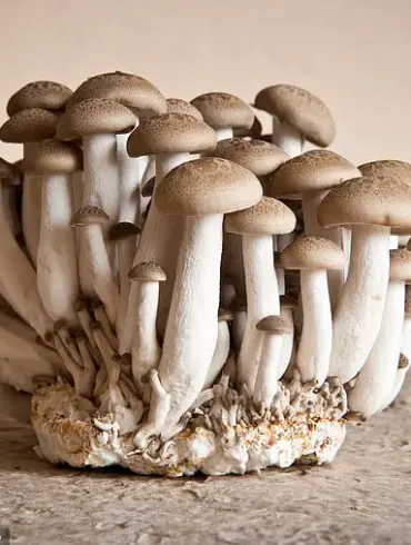 The 'Old People Smell' and the Silence Around Aging: A Conversation Unfolds